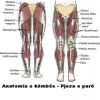 Anatomia e këmbës - Pjesa…