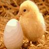 Chick and egg