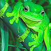 Cute water frogs puzzle
