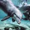 Dolphin Jigsaw