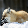 Fox Slider
