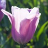 Jigsaw Purple Tulips